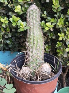 CDMX -  Mazatlan, IMG_20260225_140414026