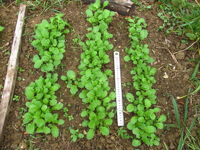 Brassica juncea_29 avril 2026, Moutarde brune_Bulgarie
