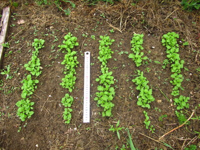 Brassica juncea_29 avril 2026, Moutarde brune_G&eacute;orgie_Cicmati
