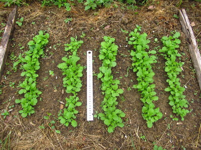 Brassica juncea_29 avril 2026, Moutarde brune_G&eacute;orgie_Kanapchali