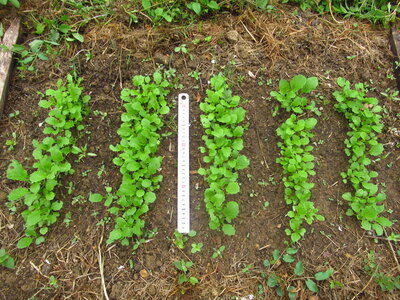 Brassica juncea_29 avril 2026, Moutarde brune_Italie 1