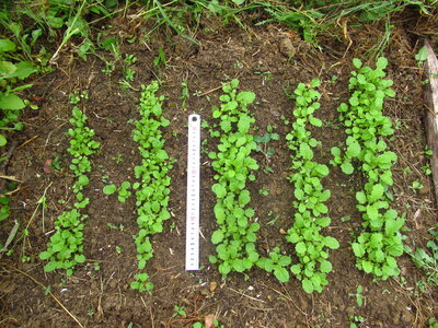 Brassica juncea_29 avril 2026, Moutarde brune_Italie 2