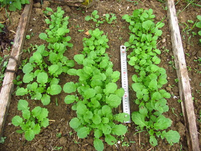 Brassica juncea_29 avril 2026, Moutarde brune_Roumanie