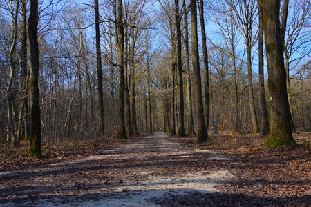 Rando 08-02-26 DE BOISSY-SAINT-LÉGER À SUCY-BONNEUIL : forêt de Gros-Bois, forêt de Notre-Dame, Parc de Morbras, Rando 08-02-26_54
