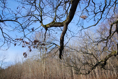 Rando 08-02-26 DE BOISSY-SAINT-LÉGER À SUCY-BONNEUIL : forêt de Gros-Bois, forêt de Notre-Dame, Parc de Morbras, Rando 08-02-26_14