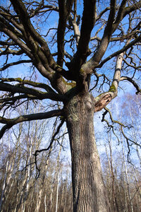 Rando 08-02-26 DE BOISSY-SAINT-LÉGER À SUCY-BONNEUIL : forêt de Gros-Bois, forêt de Notre-Dame, Parc de Morbras, Rando 08-02-26_12