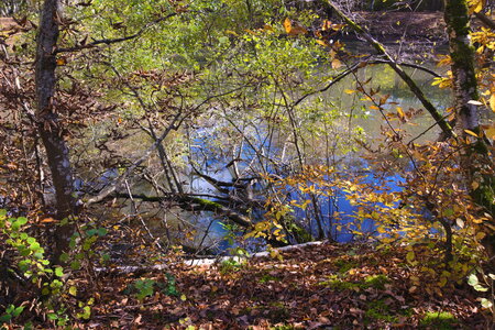  Rando du 26-10 Forêts d'Armainvilliers et de Ferrière en Brie, étang de la planchette, Favières, Tournan en Brie, DSC_0125-1