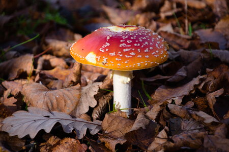  Rando du 26-10 Forêts d'Armainvilliers et de Ferrière en Brie, étang de la planchette, Favières, Tournan en Brie, DSC_0163