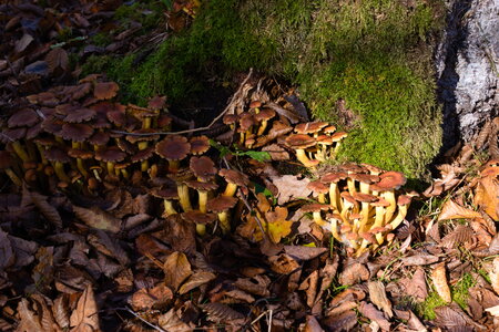  Rando du 26-10 Forêts d'Armainvilliers et de Ferrière en Brie, étang de la planchette, Favières, Tournan en Brie, DSC_0165