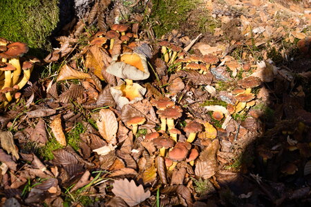  Rando du 26-10 Forêts d'Armainvilliers et de Ferrière en Brie, étang de la planchette, Favières, Tournan en Brie, DSC_0167