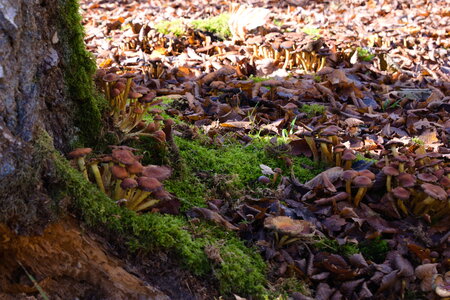  Rando du 26-10 Forêts d'Armainvilliers et de Ferrière en Brie, étang de la planchette, Favières, Tournan en Brie, DSC_0171