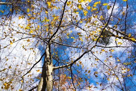  Rando du 26-10 Forêts d'Armainvilliers et de Ferrière en Brie, étang de la planchette, Favières, Tournan en Brie, DSC_0174