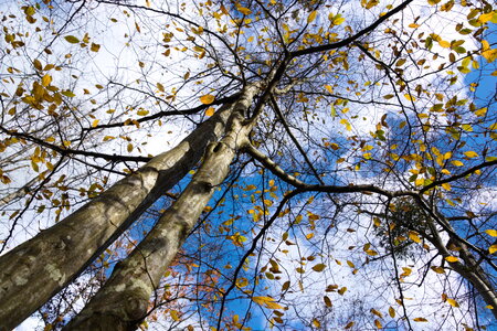  Rando du 26-10 Forêts d'Armainvilliers et de Ferrière en Brie, étang de la planchette, Favières, Tournan en Brie, DSC_0175-1