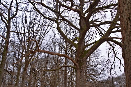 Rando 22-02-26 Rambouillet, DSC_0075