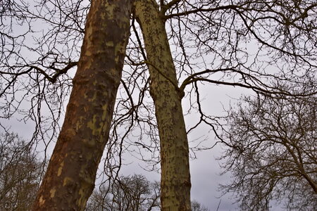 Rando 22-02-26 Rambouillet, DSC_0141
