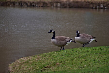 Rando 22-02-26 Rambouillet, DSC_0148