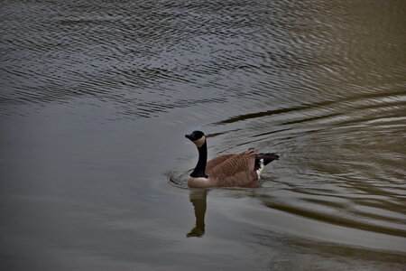 Rando 22-02-26 Rambouillet, DSC_0151