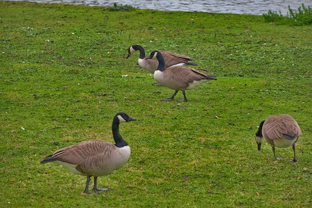 Rando 22-02-26 Rambouillet, DSC_0185