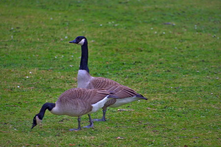 Rando 22-02-26 Rambouillet, DSC_0189