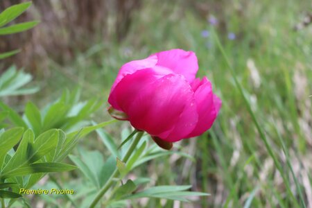 Pivoines à Melve, IMG_2026
