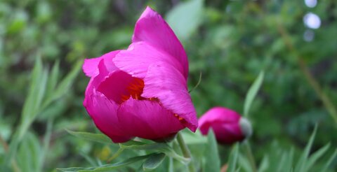 Pivoines à Melve, IMG_2027