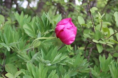 Pivoines à Melve, IMG_2029