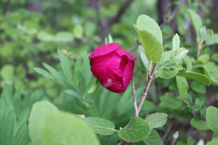 Pivoines à Melve, IMG_2030