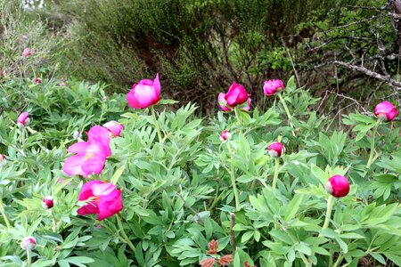 Pivoines à Melve, IMG_2035