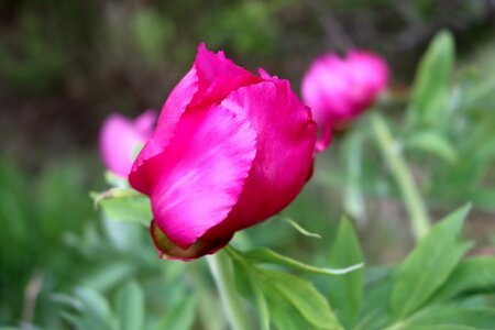 Pivoines à Melve, IMG_2036
