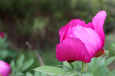 Pivoines à Melve, IMG_2037