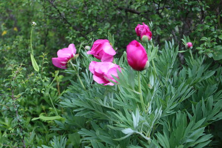 Pivoines à Melve, IMG_2044