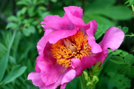 Pivoines à Melve, IMG_2045