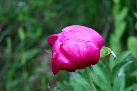 Pivoines à Melve, IMG_2046