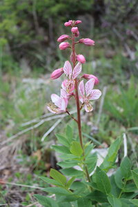 Pivoines à Melve, IMG_2054