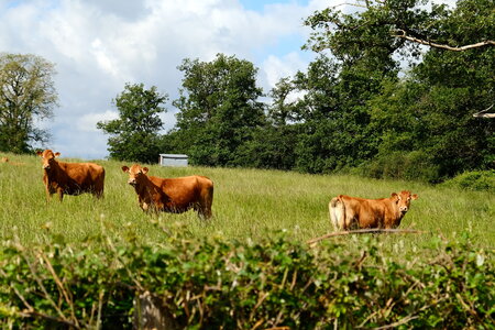 Ecrin_de_la_Brenne, DSCF8440