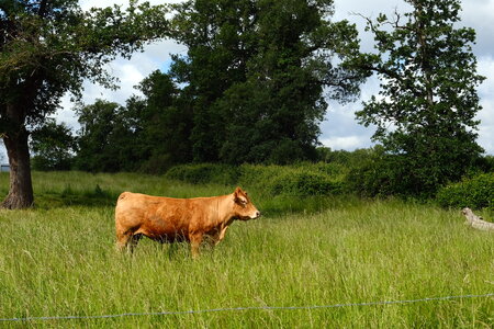 Ecrin_de_la_Brenne, DSCF8441