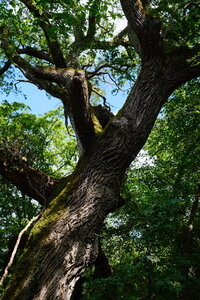 Ecrin_de_la_Brenne, DSCF8470