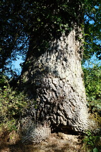 Ecrin_de_la_Brenne, DSCF8480