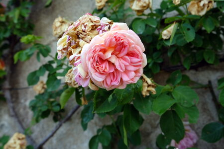 Ecrin_de_la_Brenne, DSCF8513