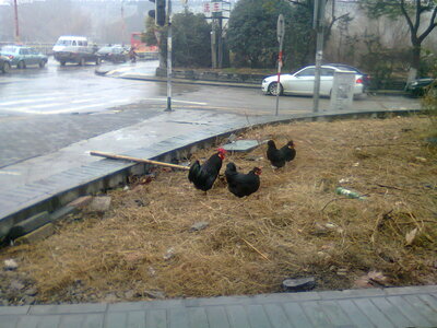 Nanjing, Photo0540