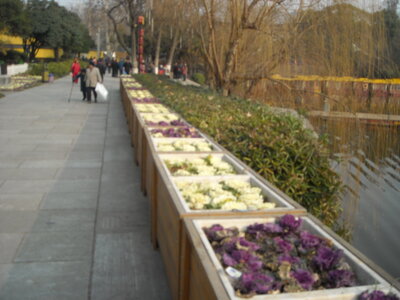 Temple de Confucius, DSCN6189