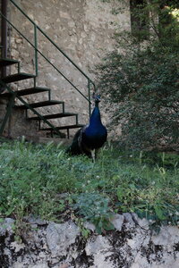 Visite du Monastère de Saint-Naum en Macédoine du Nord, 05