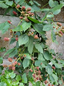 Et Obst! Greffage, 20210622_203607