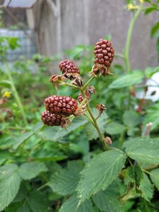 Et Obst! Greffage, 20210622_203555