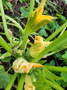 Et Obst! Greffage, 20210622_203537