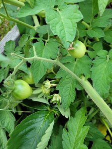 Et Obst! Greffage, 20210622_203510