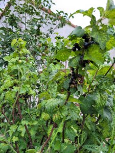 Et Obst! Greffage, 20210622_203454