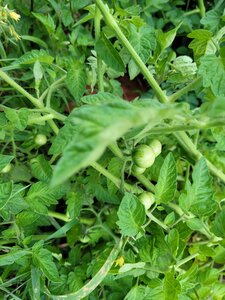 Et Obst! Greffage, 20210622_203444