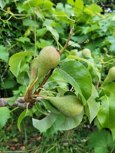 Et Obst! Greffage, 20210622_203426