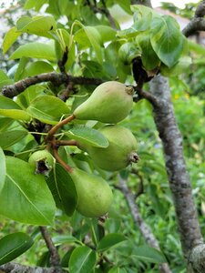 Et Obst! Greffage, 20210622_203413
